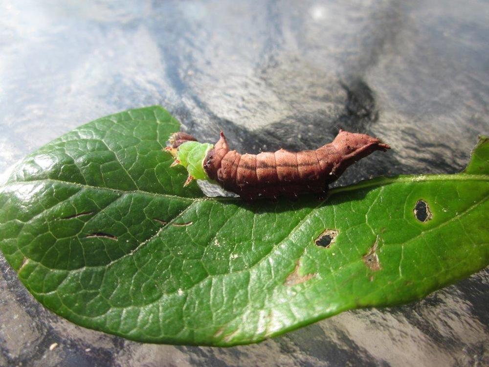 Unicorn caterpillar