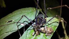 A close up image of a black spider with long spindly legs devouring a small brown frog sitting on a large green leaf.