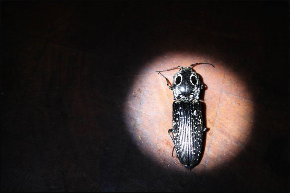 Click beetle