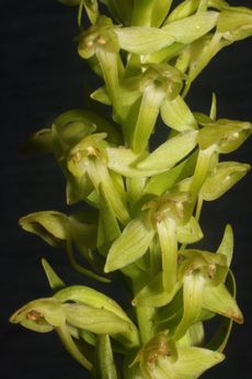This shows details of the flowers of Hochstetter's Butterfly-orchid, a newly recognized and exceptionally rare orchid recently discovered on the Azorean island of São Jorge.