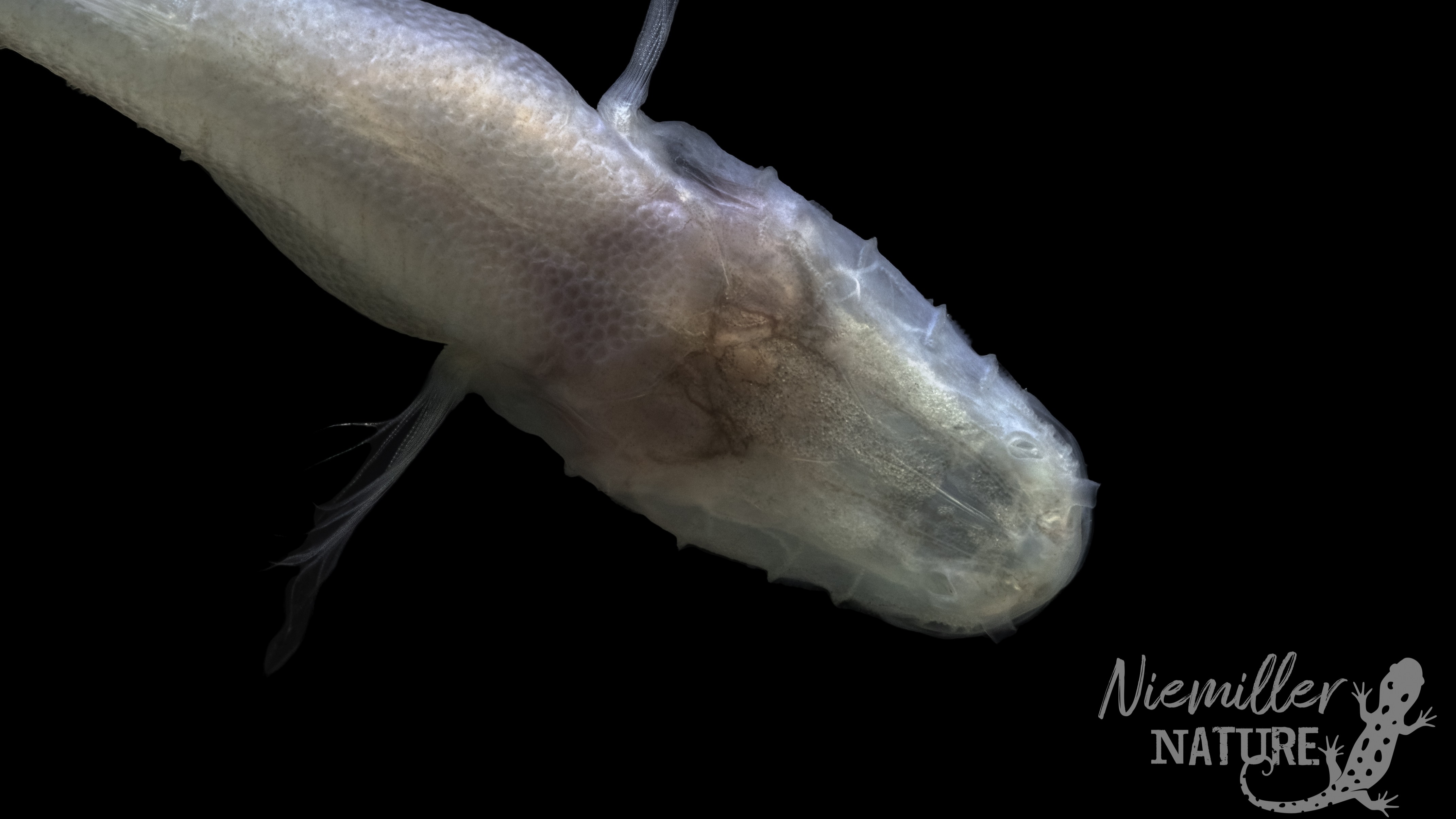 An underwater photo looking down on the head of a demon cavefish.