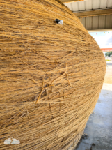 Cow checked out the sisal twine ball.