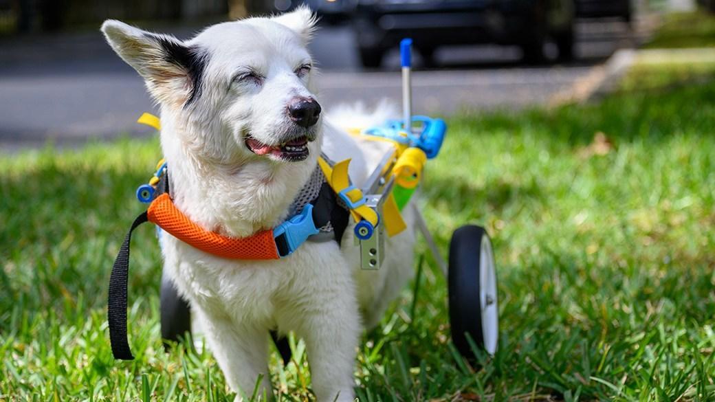 best-dog-wheelchair-e261d7-9a3d4a.jpg <p>Adobe Stock</p>
